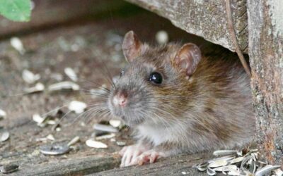 Rat des villes, rats des champs, débarassez vous des rongeurs une bonne fois pour toutes !